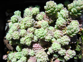 Sedum dasyphyllum